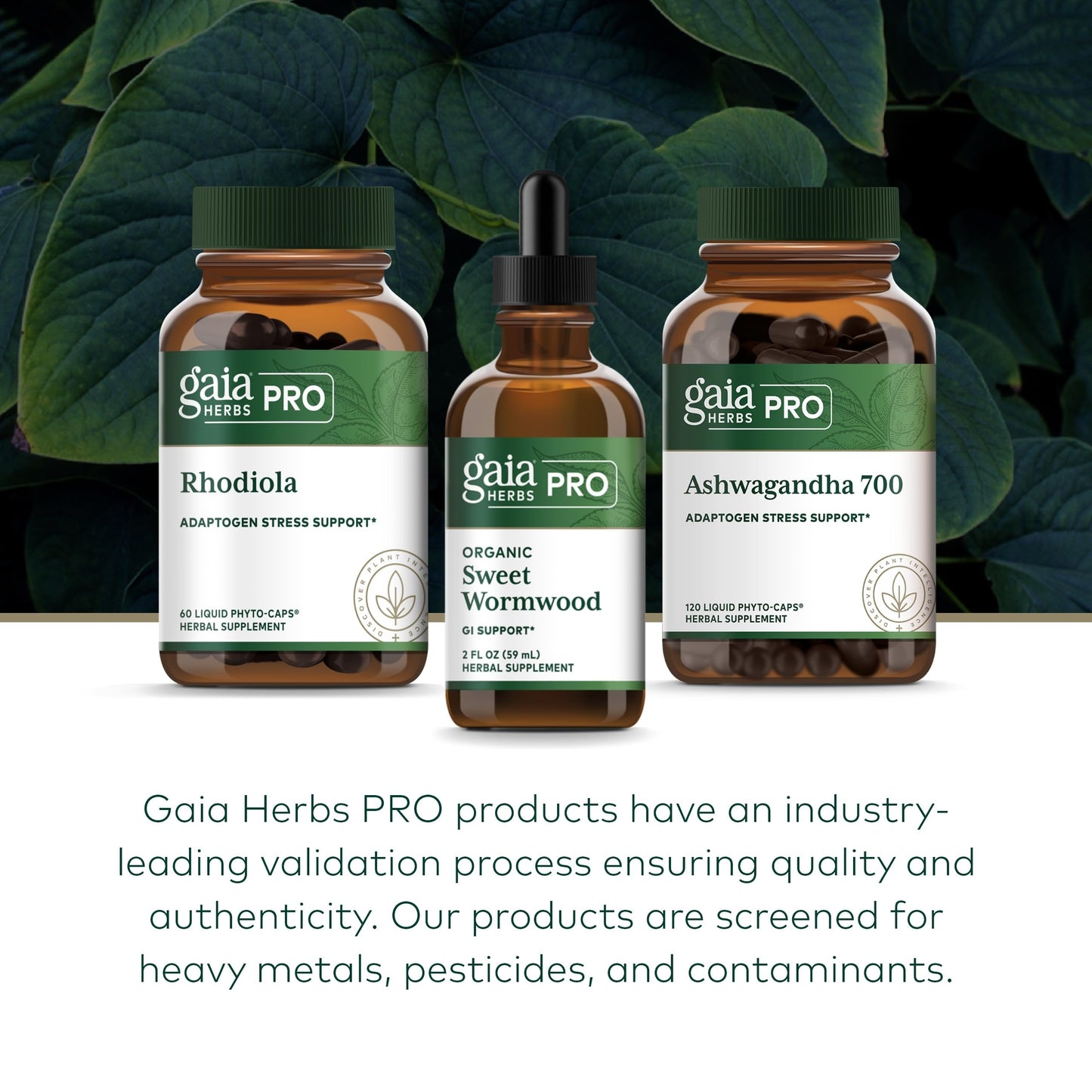 Gaia Herbs Pro Sweet Wormwood - Digestive Health & Elimination Support | 2 fl oz (71 Servings) - Vegan, Gluten-Free & Dairy-Free