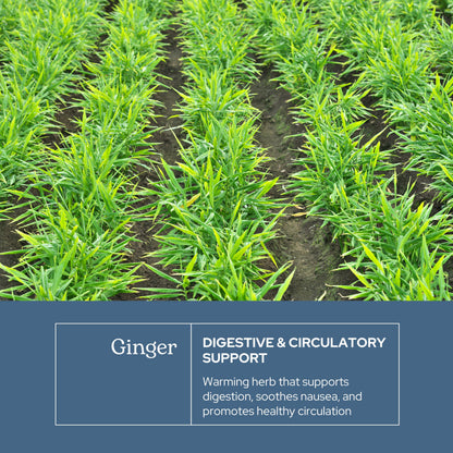 Eclectic Institute Raw Freeze-Dried Ginger - Non-GMO | Heart & Digestive Health | 90 CT