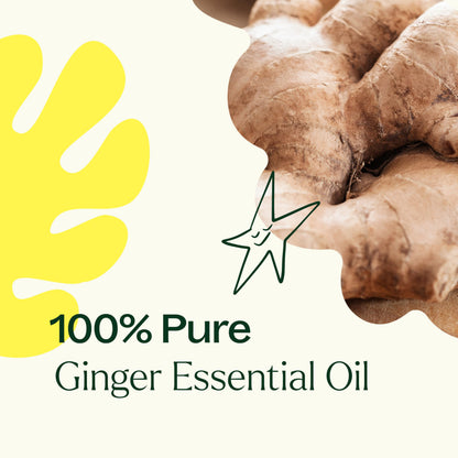 Plant Therapy Ginger Steam Distilled Essential Oil 10 mL (1/3 oz) 100% Pure, Undiluted, Natural Aromatherapy