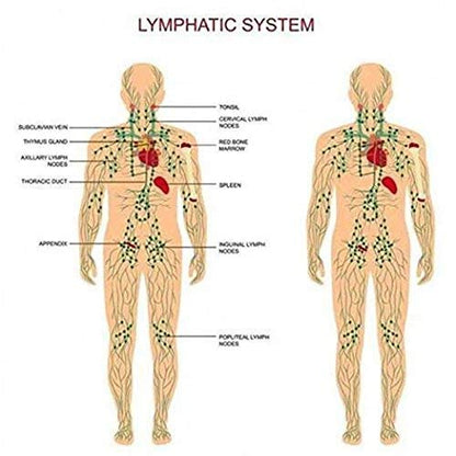 3 Pack Ginger Lymphatic Drainage Massage Oil – Boost Circulation & Metabolism (90ml)