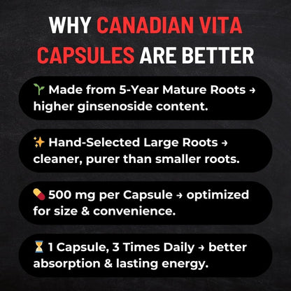 Canadian Vita Ginseng Root Powder Capsules 500mg – Focus & Energy