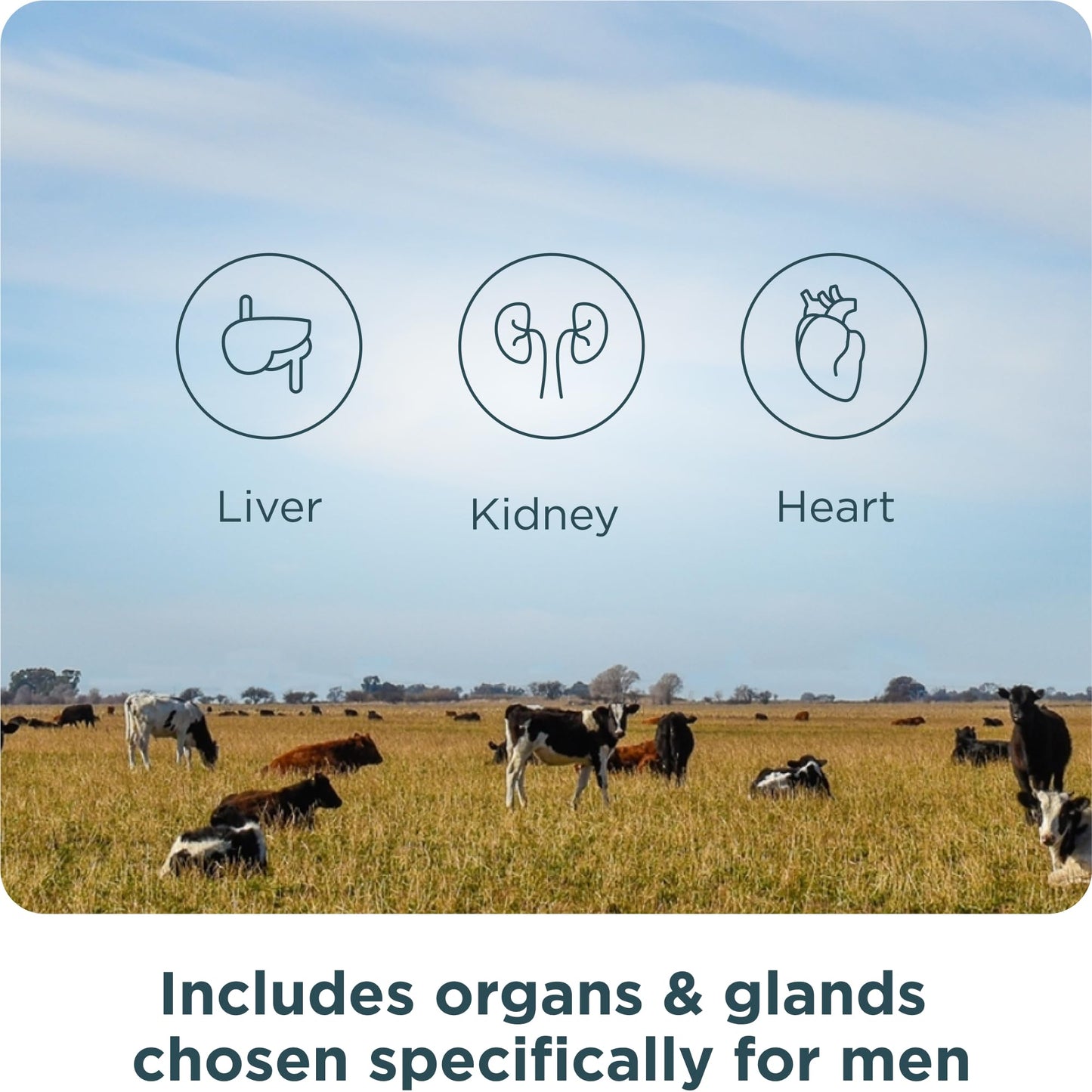 Ancient Nutrition Organ Complex for Men – Grass-Fed & Wild Organs (180 Count)