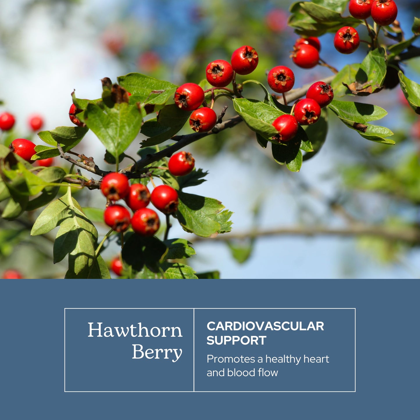 Eclectic Institute Hawthorn Berry – Raw Freeze-Dried, Non-GMO | 90 CT (500 mg)