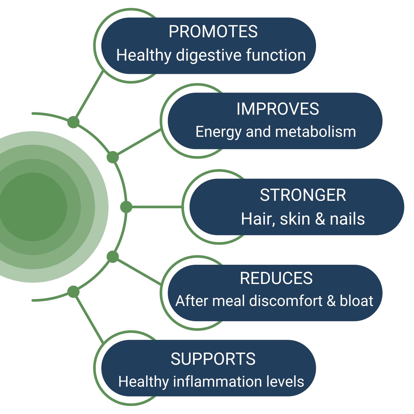 Healthy Gut HCL Guard+ | Supports Digestive Function with Betaine HCl, Ginger, DGL, Pepsin | 60 Servings