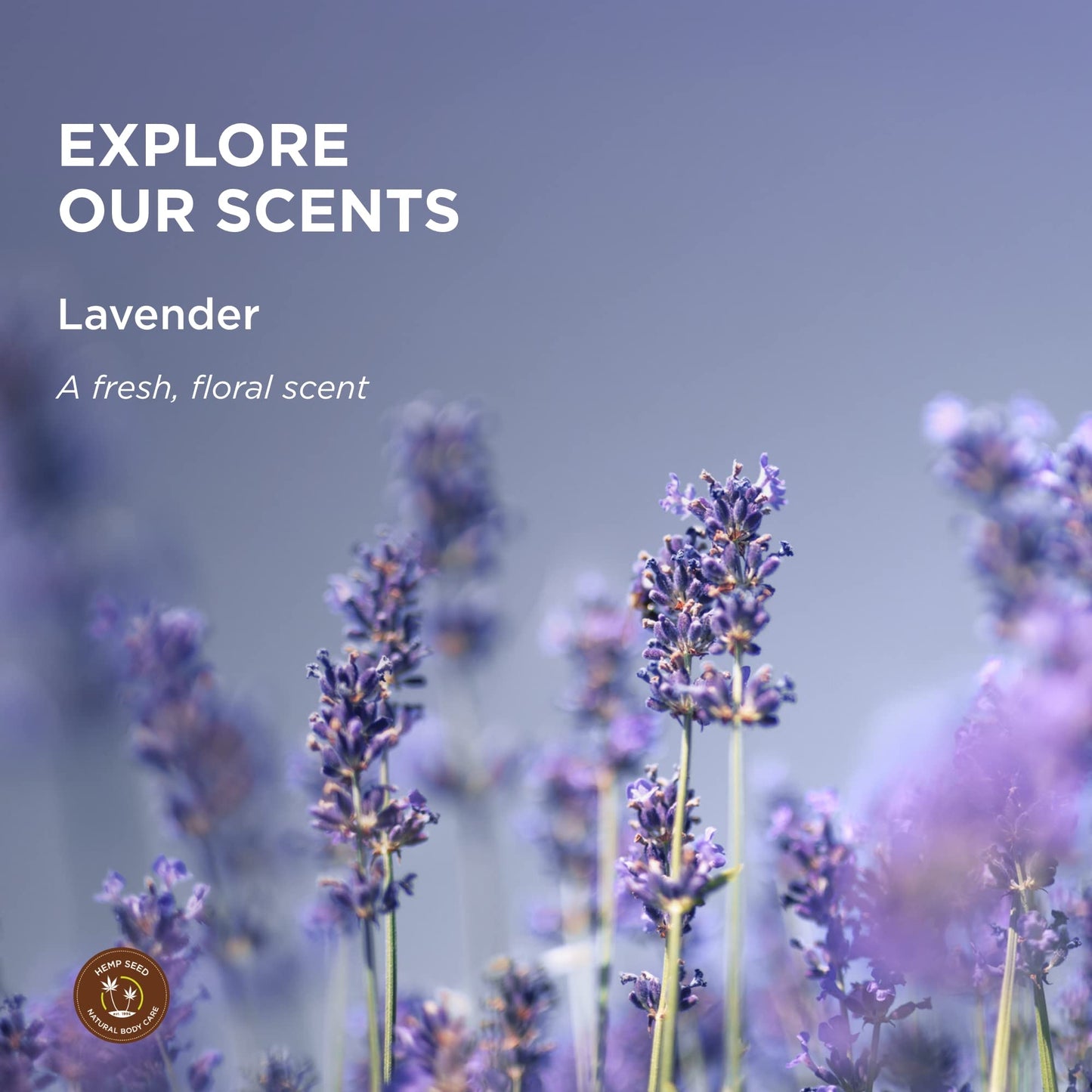 Hemp Seed Massage Lotion Lavender - 8 oz | Vegan & Cruelty-Free