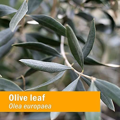 Herb Pharm Certified Organic Olive Leaf Liquid Extract for Immune Support, 4 Fl Oz