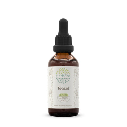 HerbEra Teasel B60 Alcohol-Free Herbal Extract Tincture, Concentrated Liquid Drops Natural Teasel (Dipsacus fullonum, Dipsacus sylvestris) 2 fl oz