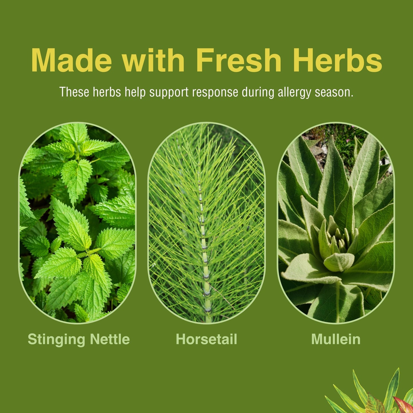 Herbs Etc. Allergy ReLeaf System – Seasonal Discomfort Support (60 Softgels or 60 Tablets)