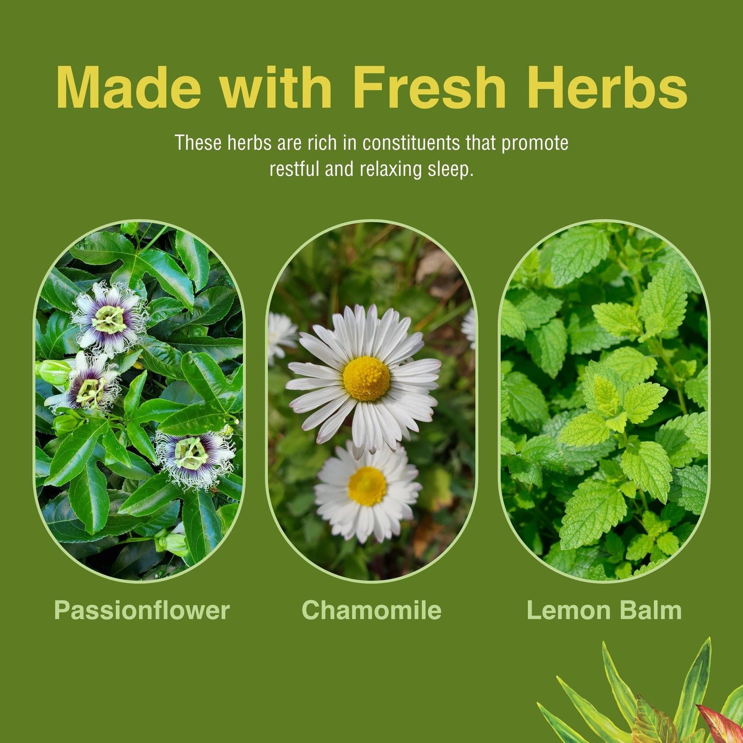 Herbs Etc. Deep Sleep Softgels – Herbal Sleep Support with Passionflower, Chamomile & Lemon Balm – 120 Softgels (2 Pack)