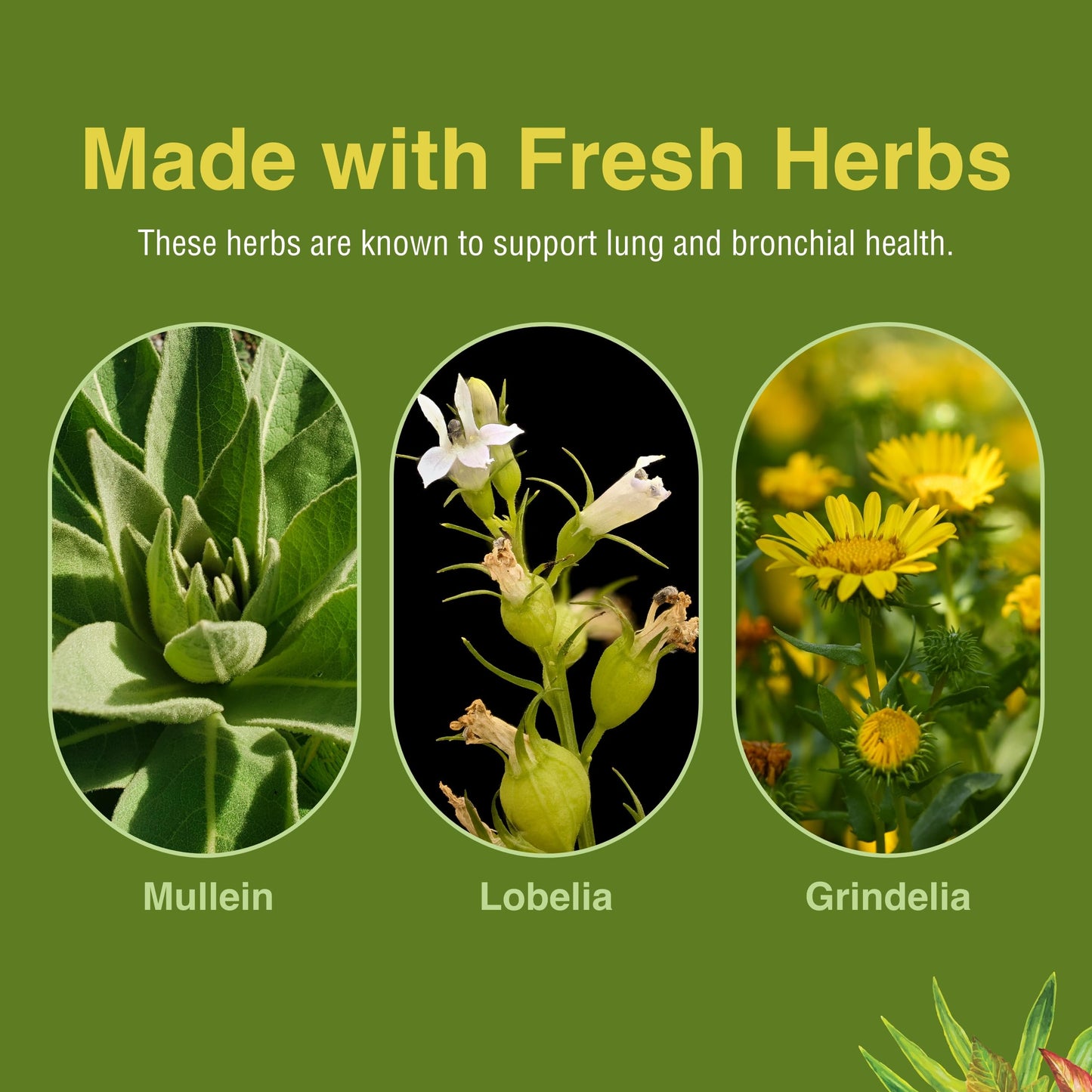 Herbs Etc. Lung Tonic - Bronchial Support for Healthy Breathing | 120 Softgels