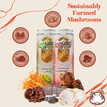 High Ground Elixir Mushroom Seltzer Variety Pack – Focus & Stress Adaptogens