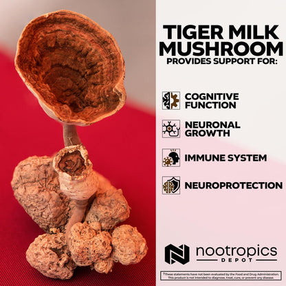 Nootropics Depot Tiger Milk Mushroom Capsules 300mg - 60 Count | Lignosus rhinocerus Sclerotium | Cognition, Histamine & Respiratory Support