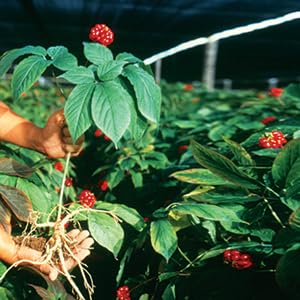 Hsu's SKU 0126-4: Wisconsin-Grown American Ginseng Mixed Large & Medium Slices (4oz)