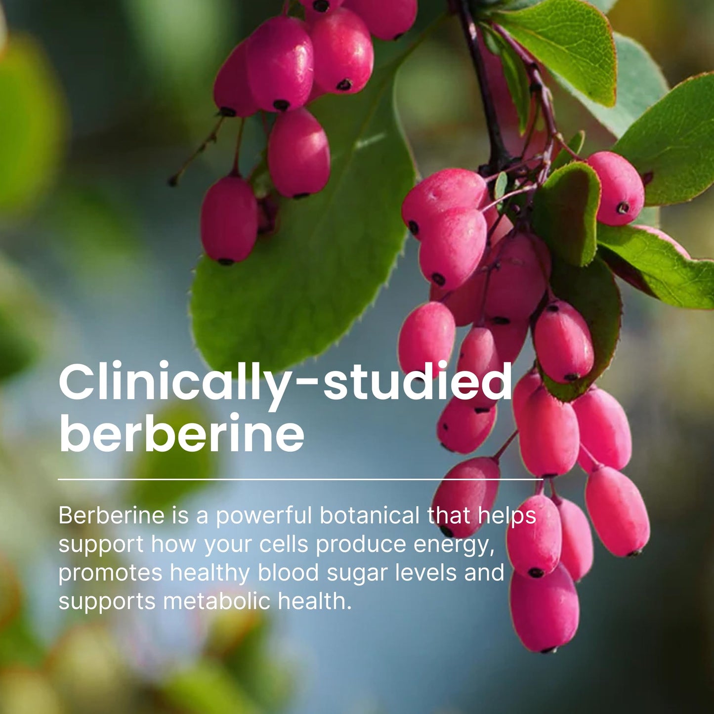 Humann SuperBerine Berberine — High-Absorption Formula with Olive Leaf for Metabolic Support