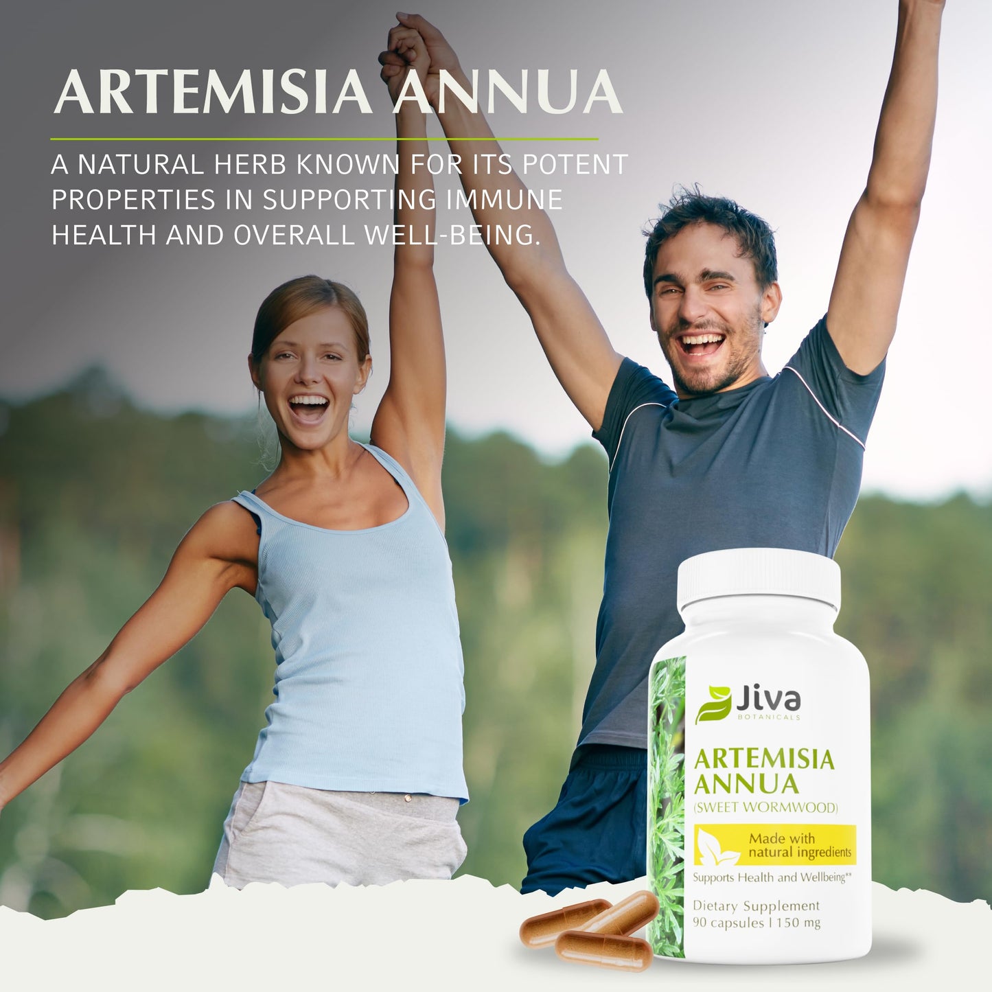Jiva Botanicals Artemisia Annua Wormwood Capsules – Immune & Liver Health – USA Made (90 Capsules)