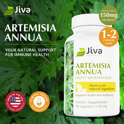 Jiva Botanicals Artemisia Annua Wormwood Capsules – Immune & Liver Health – USA Made (90 Capsules)