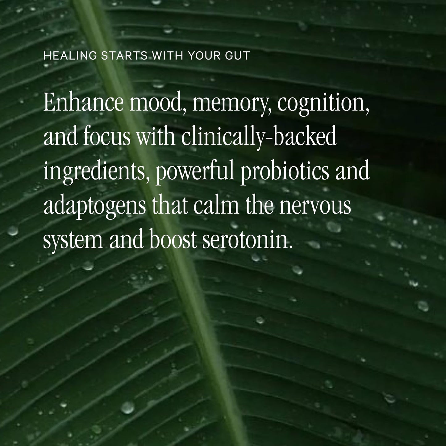 Juna Gut Therapy | Advanced Brain & Gut Health - 80 Caps
