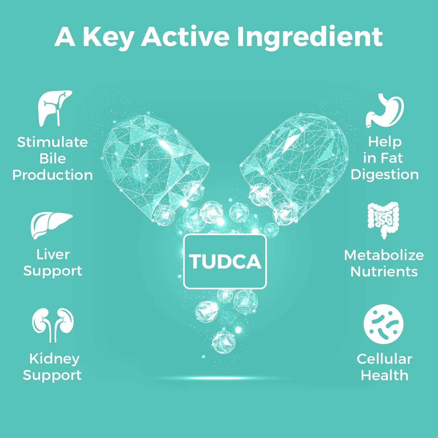 Kayseari TUDCA Bile Salts Supplement 1000mg – 120 Veggie Capsules | Liver Support