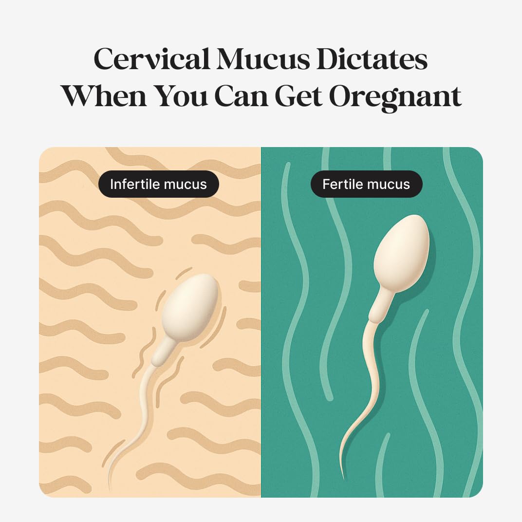 kegg Fertility Tracker + Free Fertility App | Gold | Discover Your Most Fertile Days | No Recurring costs | Predicts Fertile Window | Helps Exercise Pelvic Floor Muscles