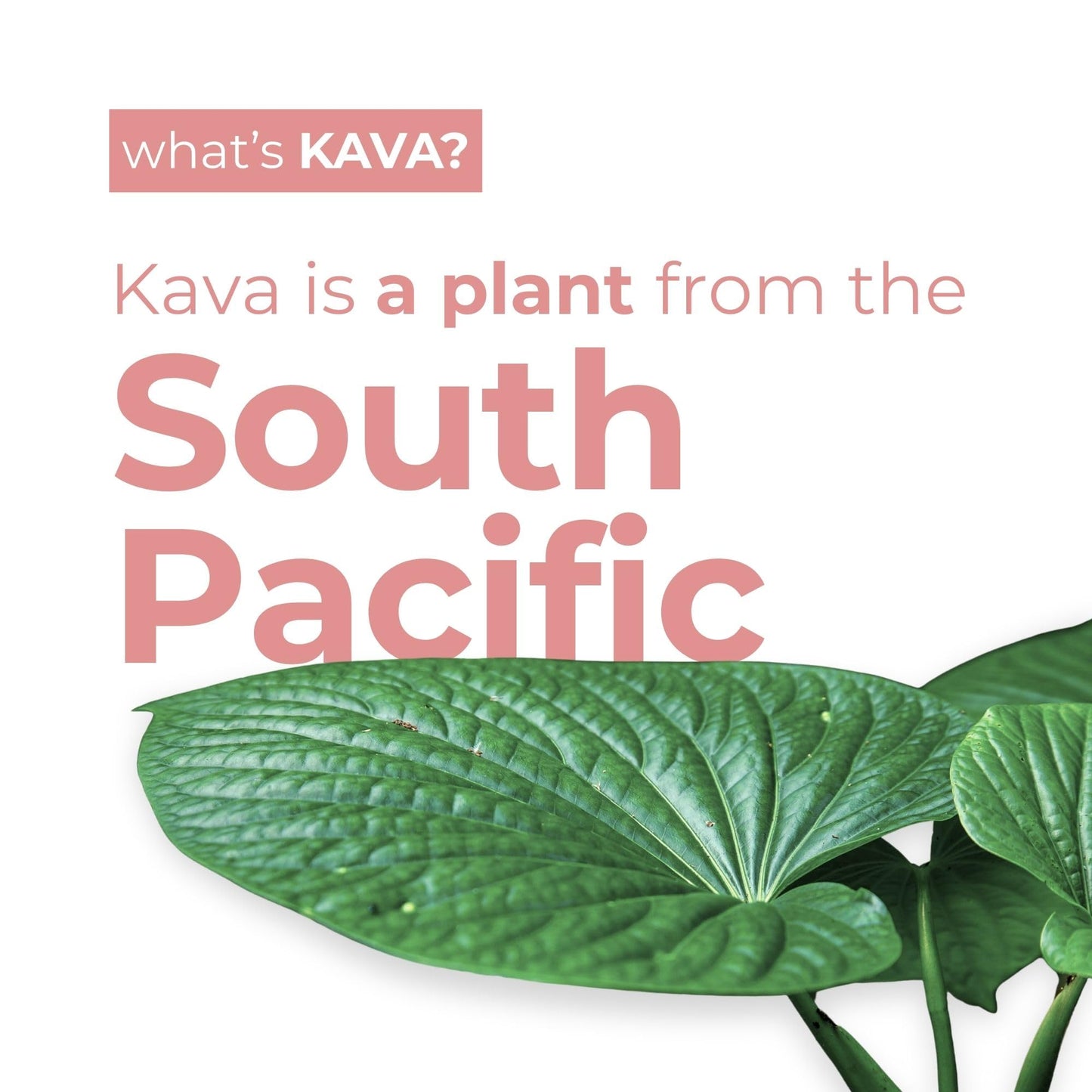 LEILO Kava-Powered Sparkling Relaxation Drink | Raspberry Hibiscus 12-Pack | Non-Alc Calming Beverage