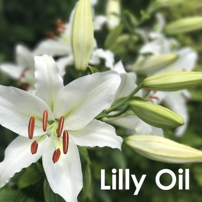 Lily (Lilium Auratum) Essential Oil - Pure & Natural Undiluted Oil, 30 ml | Aromatherapy & Therapeutic Grade