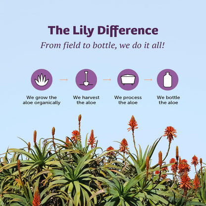 Lily Of The Desert Aloe Vera 80 Stomach Formula – 32 Oz Pack of 3 | Aloe Vera Juice with Slippery Elm, Chamomile, Peppermint & Ginger for Gut Health