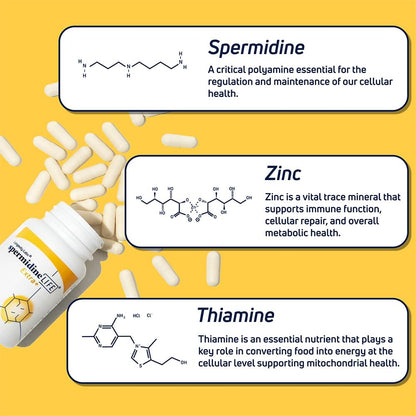 Longevity Labs SpermidineLIFE – Vegan Wheat Germ Extract with Zinc for Autophagy, 60 Capsules