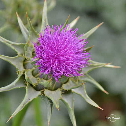 Oregon's Wild Harvest Milk Thistle Organic Non-GMO Vegan Capsules – 180 Count