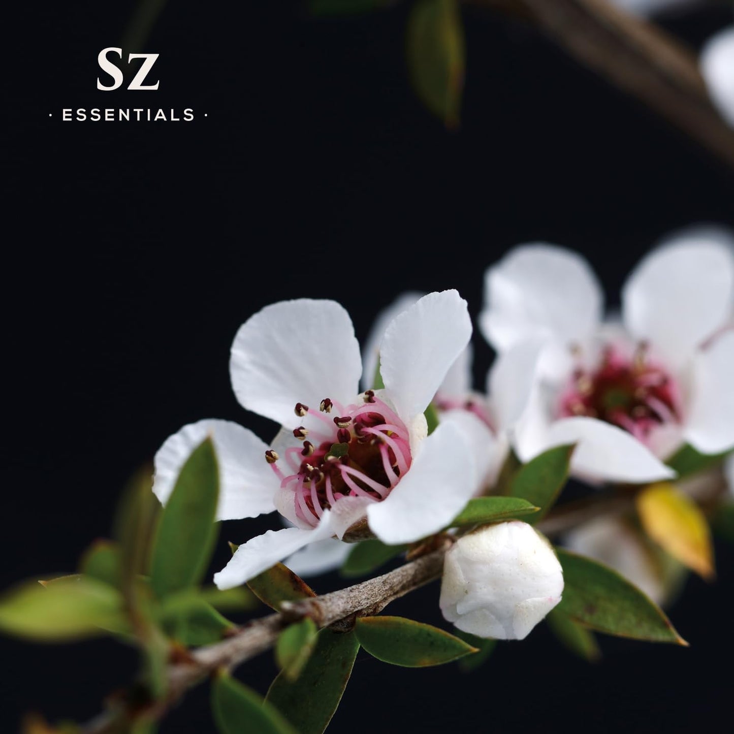 Sz Essentials Manuka Essential Oil – 100% Pure & Natural, New Zealand, 0.17 fl oz (5ml)