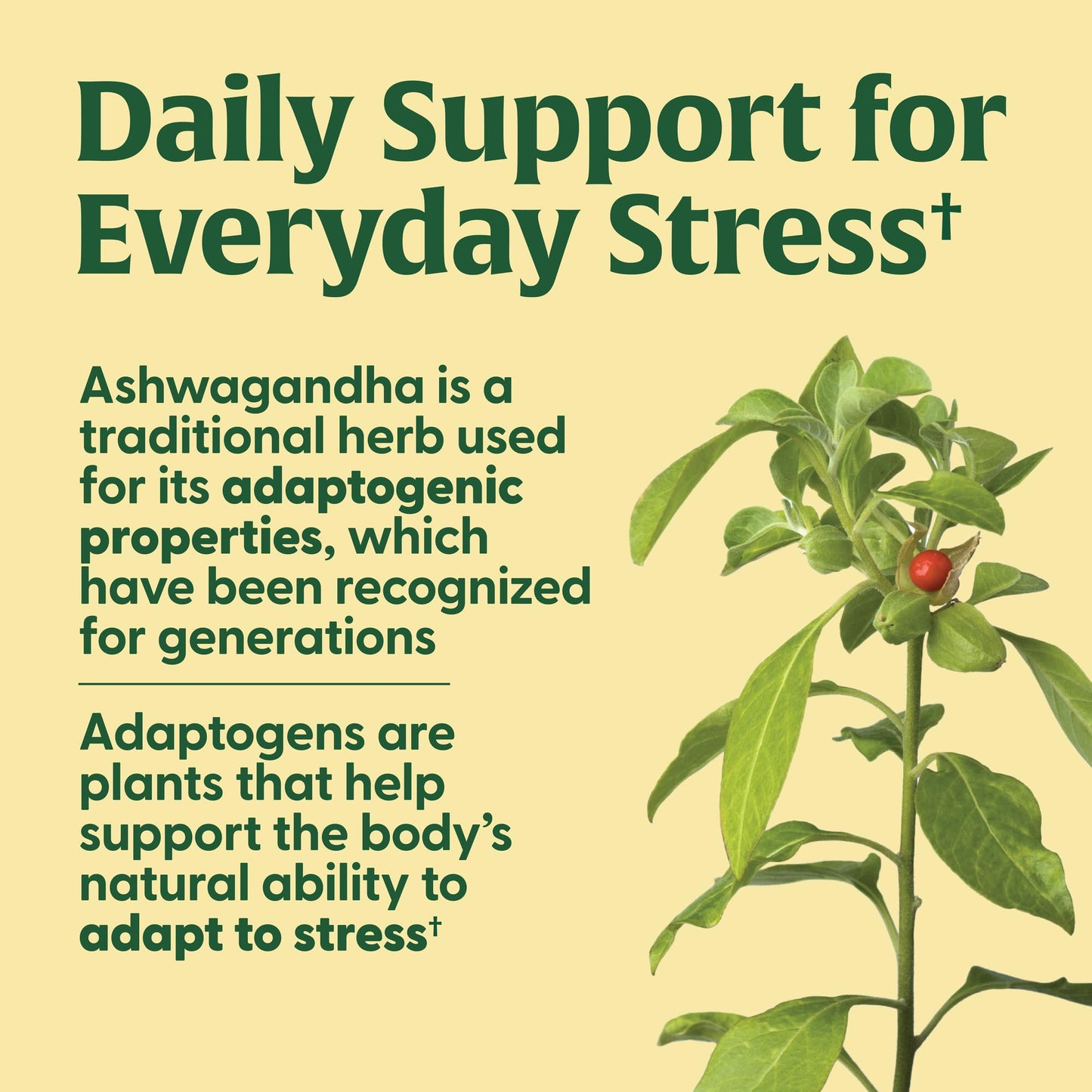 MegaFood Thyroid Strength - Mineral Support with Ashwagandha, Iodine & L-Tyrosine | 90 Tabs