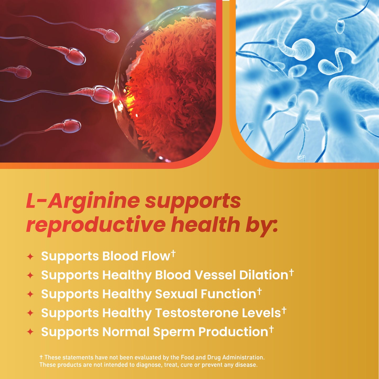 Motility Max – Sperm Motility & Reproductive Health Support | Circulation, Libido & Testosterone | 60 Capsules