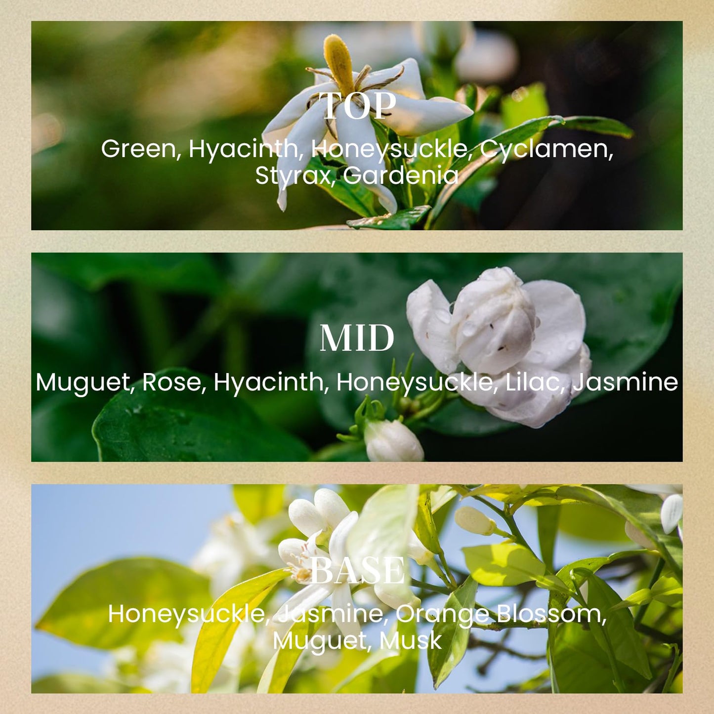 M&SENSE White Gardenia Candles – 2-Wick Soy, Non-Toxic, 70-Hour Burn | Luxury Home Scent Gift