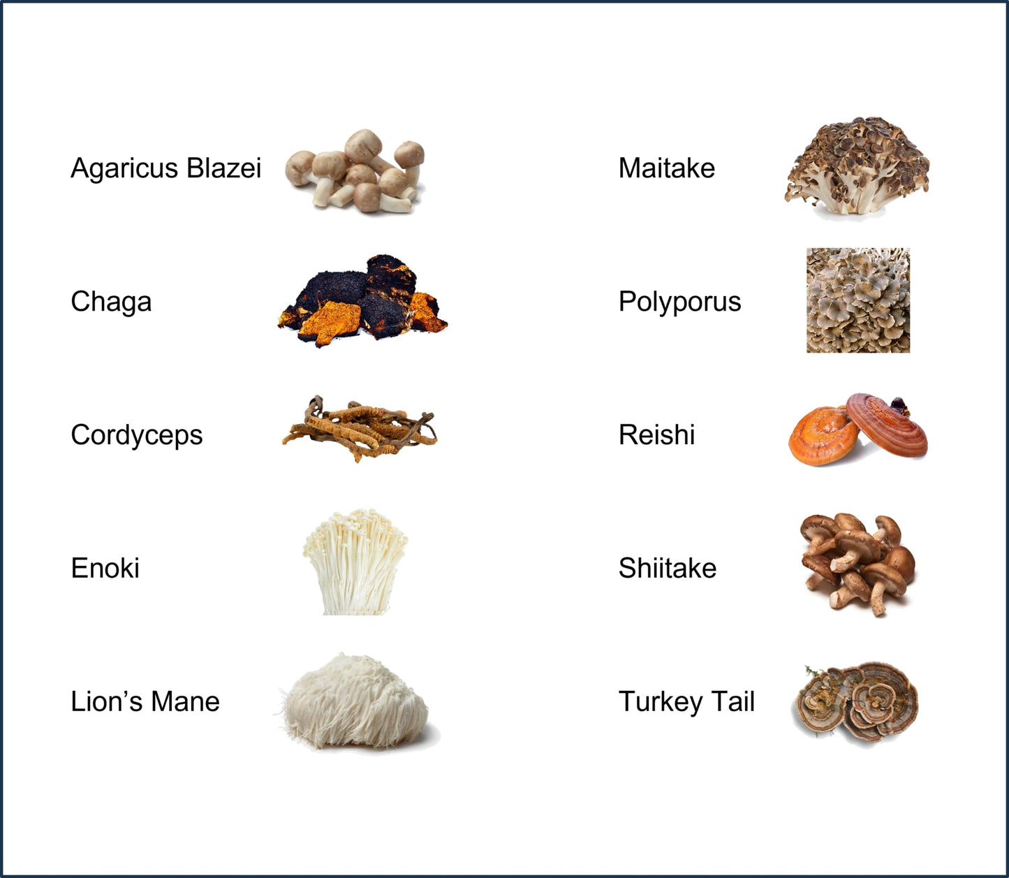 10-Blend Organic Mushroom Extract Powder - Lion's Mane, Cordyceps, Reishi