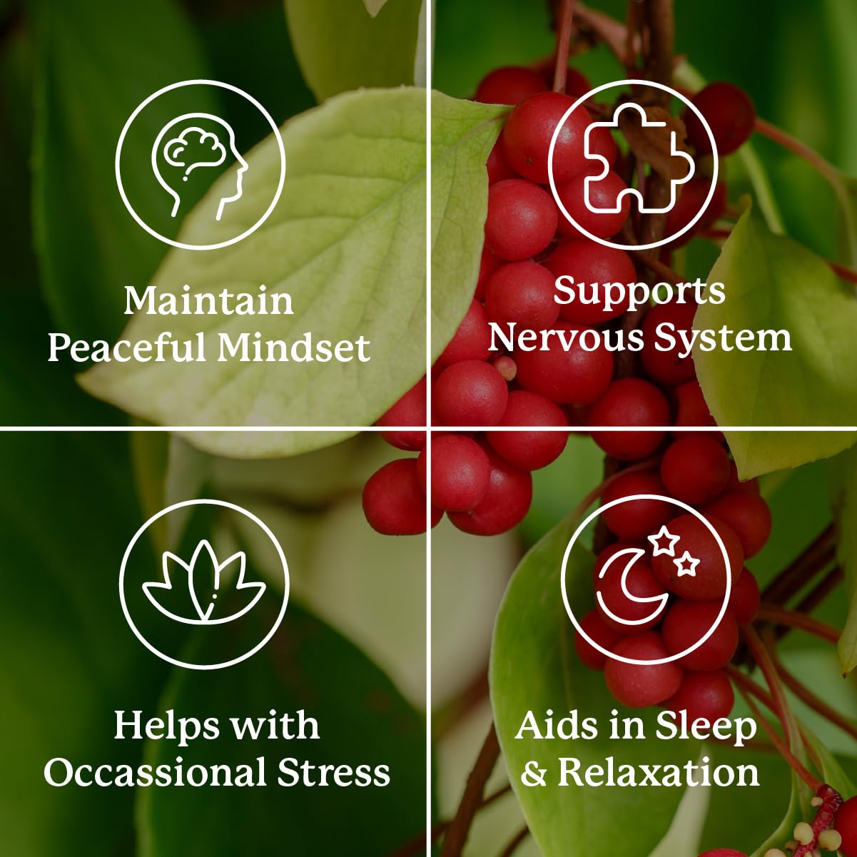 Nature's Sunshine Nutri-Calm – Herbal Stress Relief & Mood Support Supplement (100 Count)