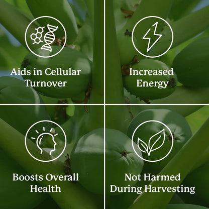 Nature's Sunshine Paw Paw Cell-Reg, 180 Capsules | 50+ Acetogenins for Selective Cellular Support