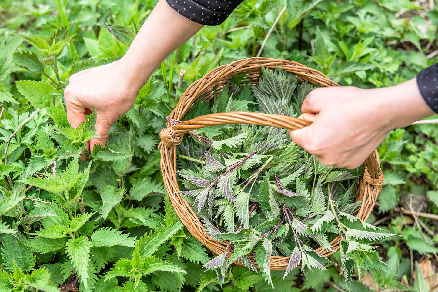 Nettle Tea 8oz Real Wild Harvest | USDA Organic Loose Leaf Urtica Dioica