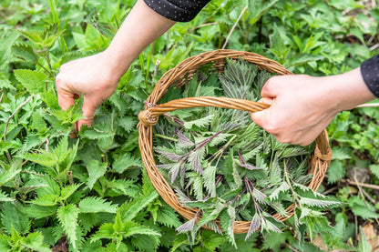 Nettle Tea 8oz Real Wild Harvest | USDA Organic Loose Leaf Urtica Dioica
