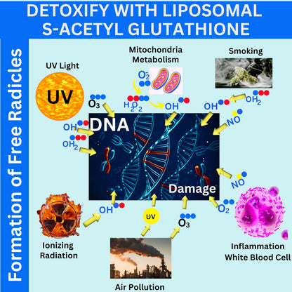 Nikoni Liposomal S-Acetyl L-Glutathione, Resveratrol, HA & Collagen - 500 mg
