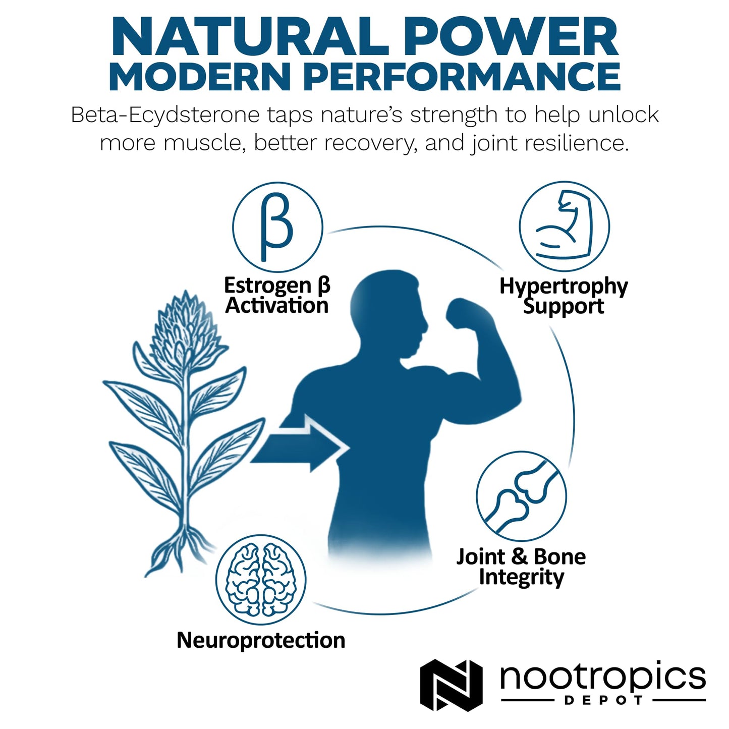 Nootropics Depot Beta Ecdysterone 50% Tablets (500mg) – Cyanotis Arachnoidea Extract, 30 Count