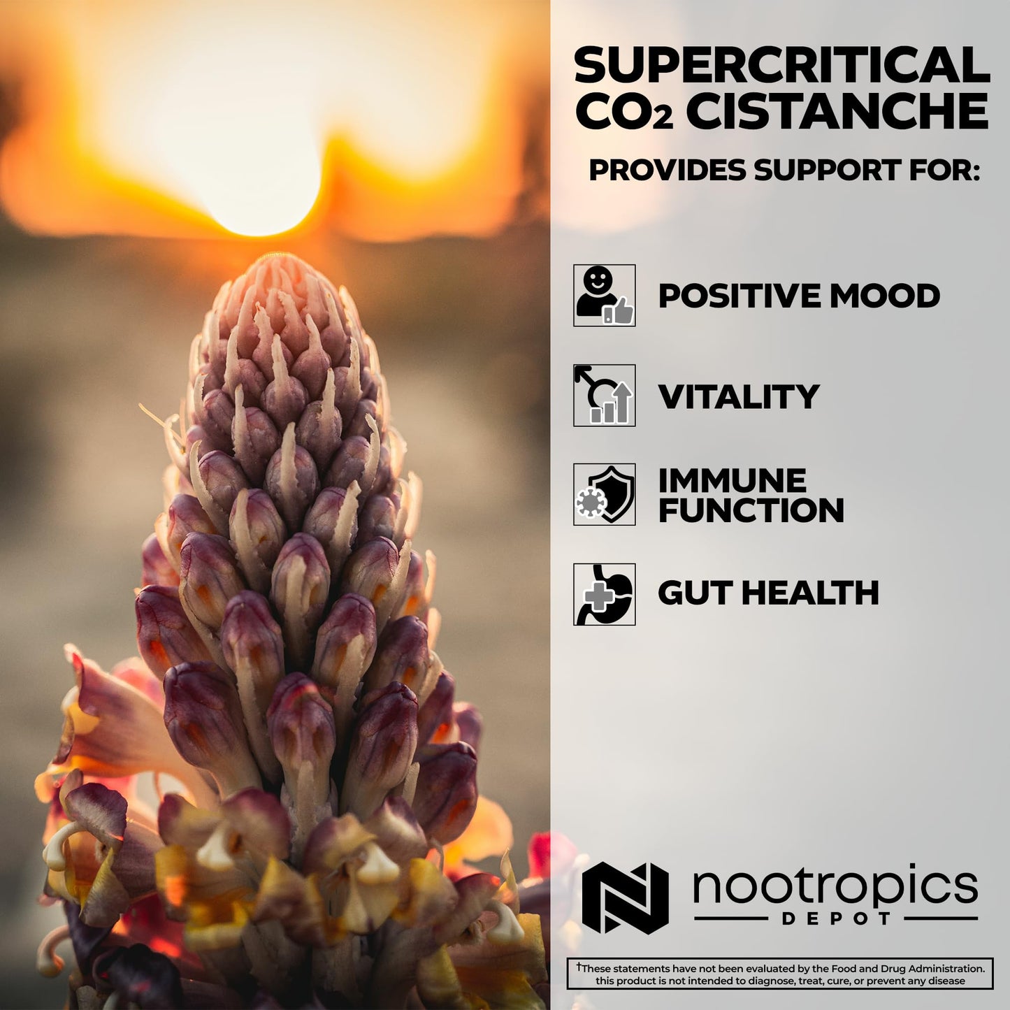 Nootropics Depot Cistanche Supercritical CO2 Extract Capsules - 20% Echinacoside & 20% Verbascoside - 120 Count
