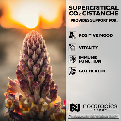 Nootropics Depot Cistanche Supercritical CO2 Extract Capsules - 20% Echinacoside & 20% Verbascoside - 120 Count