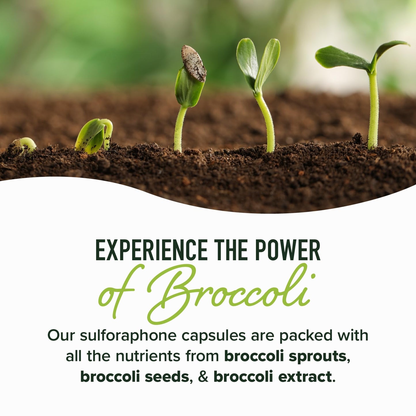 SMNutrition 50MG Sulforaphane Supplement from Broccoli Sprouts | NRF2 Activation & Immune Support