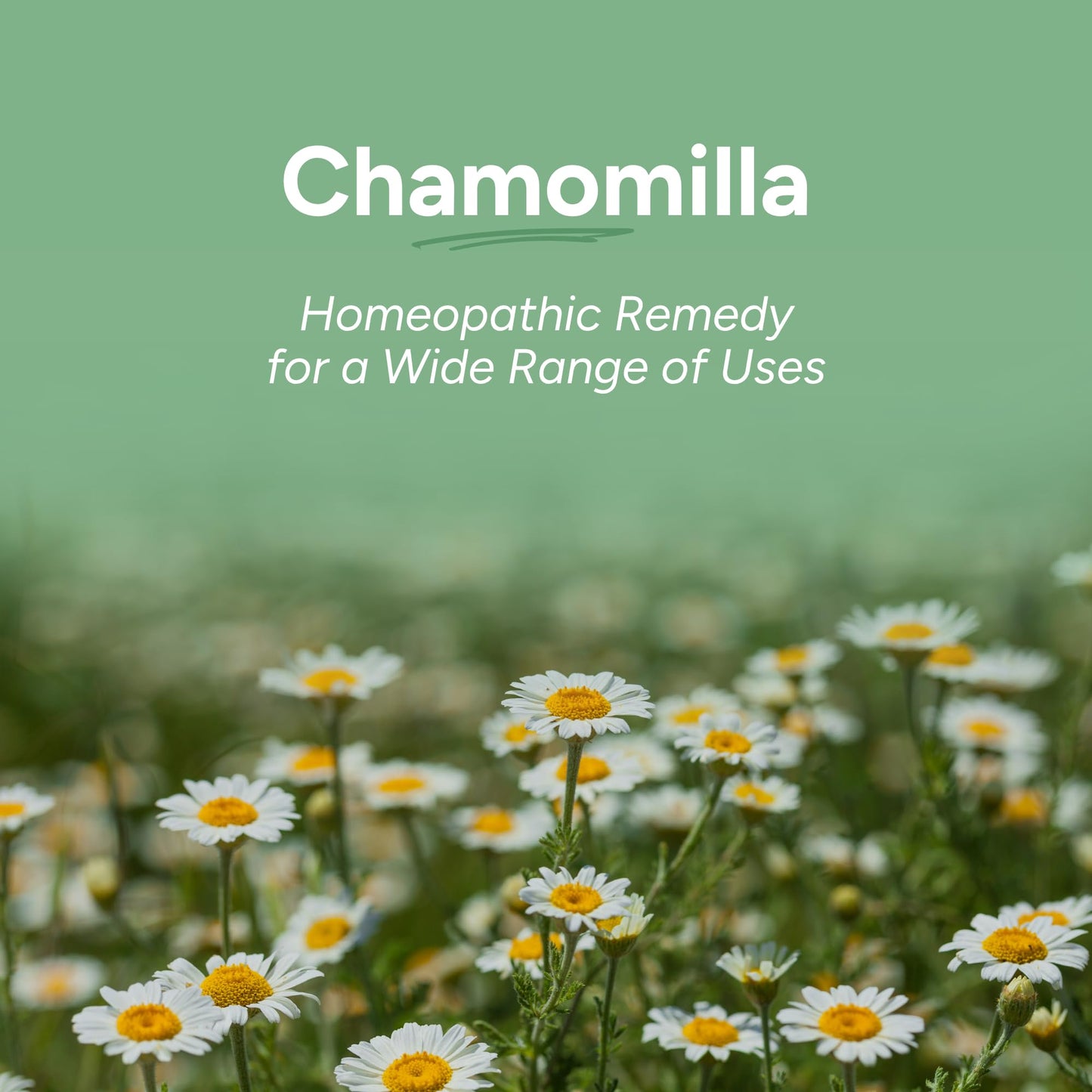 OLLOIS Chamomilla 30c Organic Lactose-Free Homeopathic Medicine – 80 Pellets