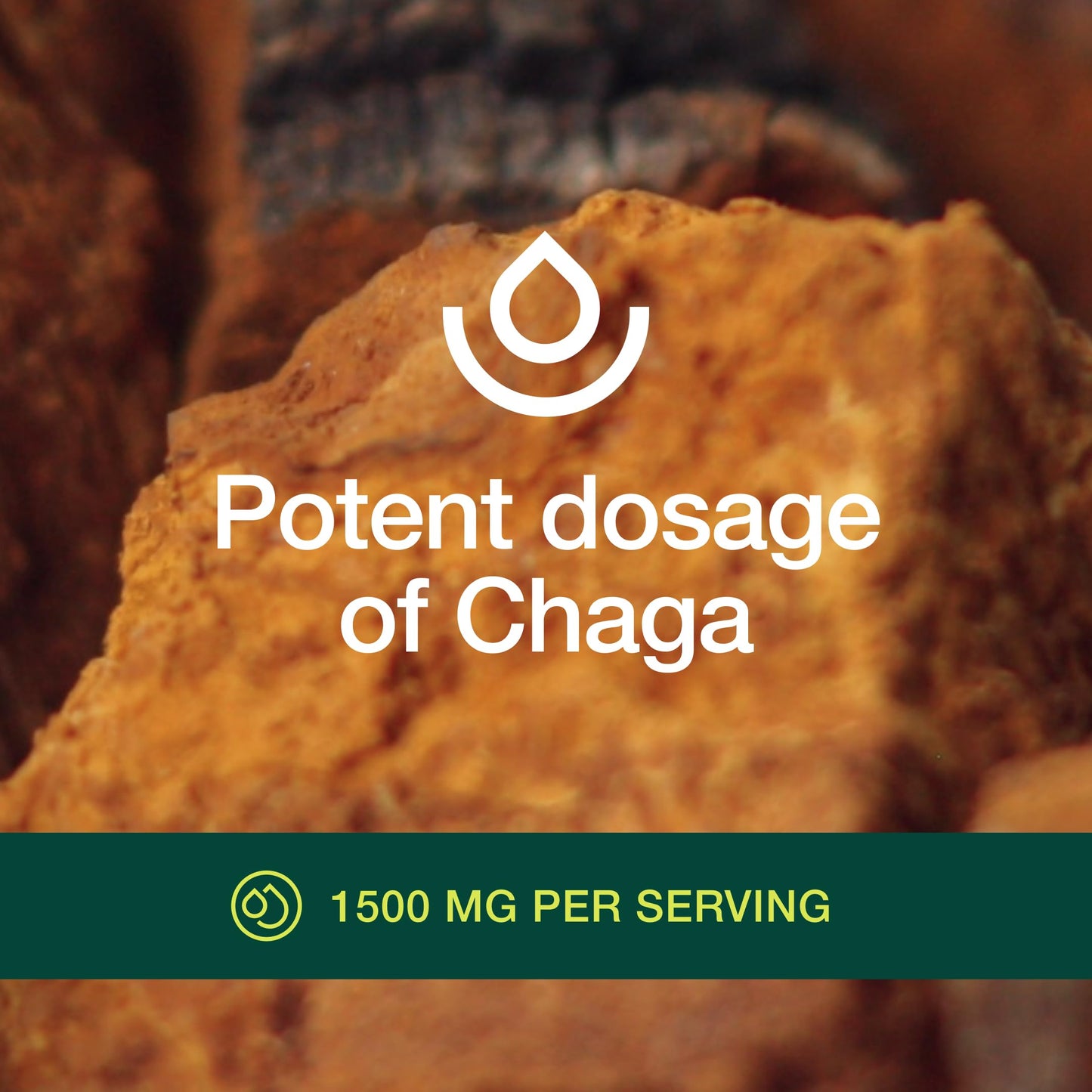 Organic Chaga Mushrooms – DNA Verified 1500mg per Serving – Non-GMO, Gluten & Soy Free, Vegan (Pack of 2)