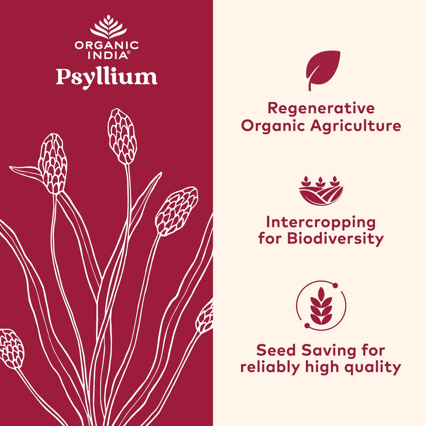 Organic India Psyllium Herbal Powder – Whole Husk Fiber, 12 oz Canister, 3 Pack | Keto, Vegan, Gluten-Free, USDA Organic