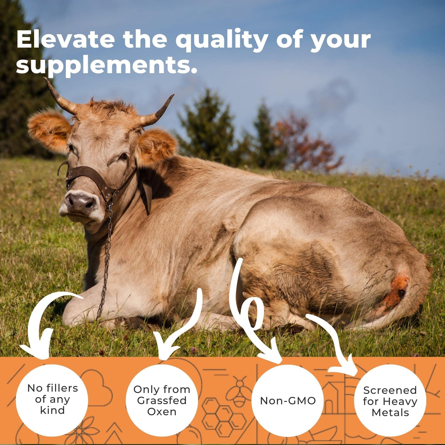 Eleva Nutrition Grass-Fed Ox Bile Extract 1000mg – 180 Capsules