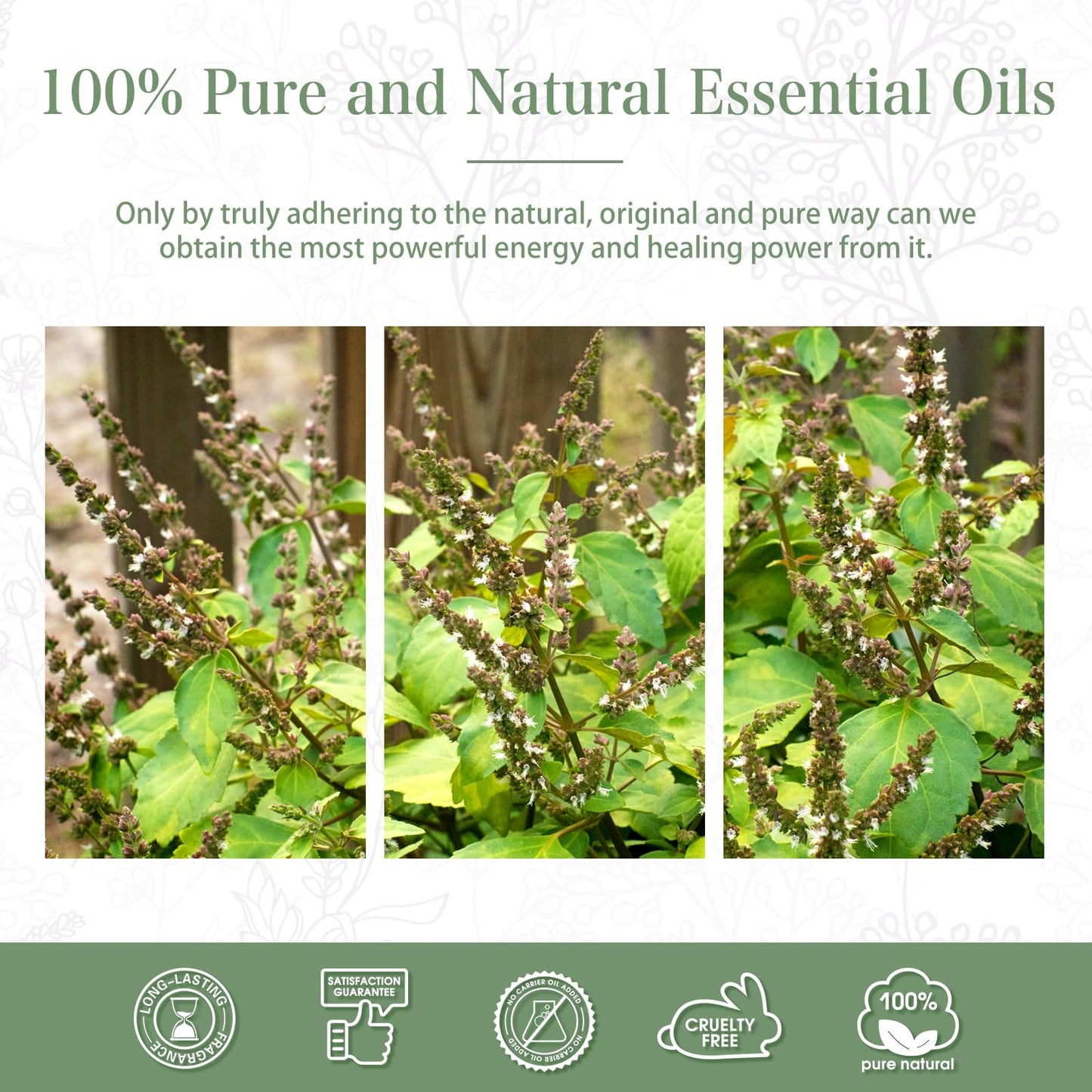 Patchouli Essential Oil 100ml – PHATOIL Pure Aromatherapy for Diffuser & DIY