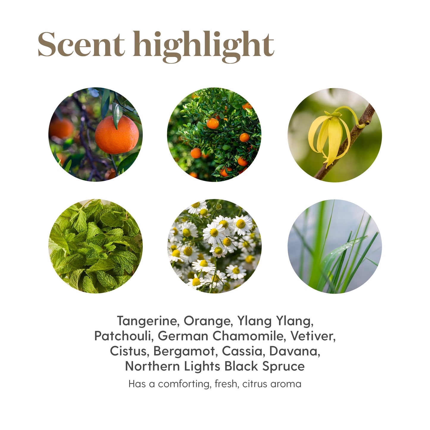 Peace & Calming II 5 ml Essential Oil – Young Living
