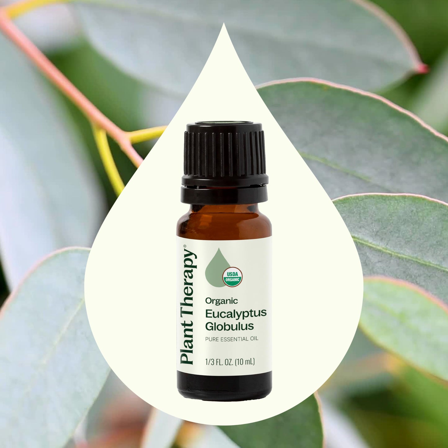 Plant Therapy Organic Eucalyptus Globulus Essential Oil - 10 mL, 100% Pure, USDA Organic