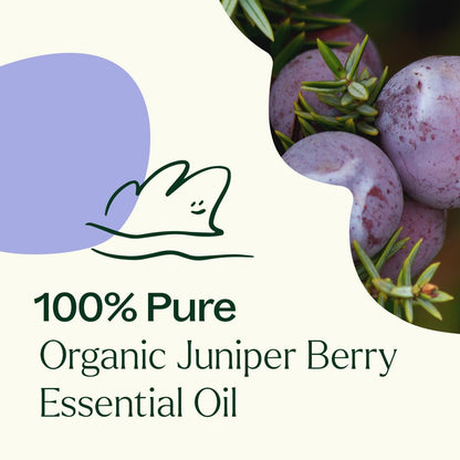 Plant Therapy Organic Juniper Berry Essential Oil 10 mL | 100% Pure & Therapeutic Grade